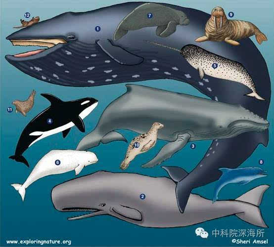 新知丨海洋哺乳动物的声世界