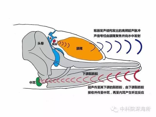 其中,所有齿鲸亚目动物还进化出了高度发达的回声定位(也叫"生物声纳"