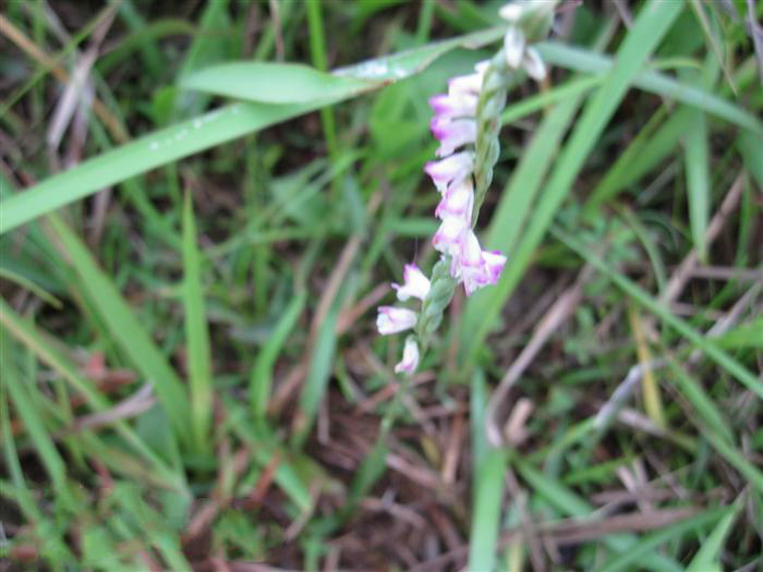 5,野鸡膀子花