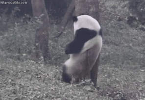 熊猫跳舞动态图,完全没法停下来了好吗