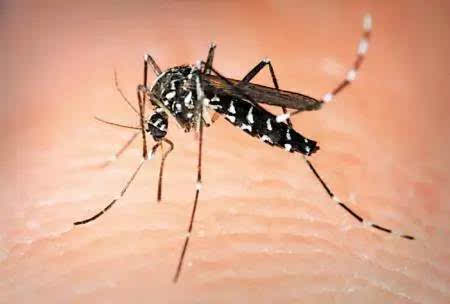 先给各位科普下蚊子的种类 虽然世界上一共有3000多种蚊子,但主要的分