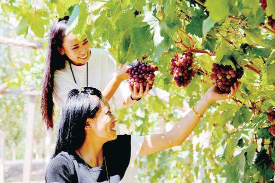 瞧,游客们在葡萄园采摘得多么惬意. 返回搜             责任编辑