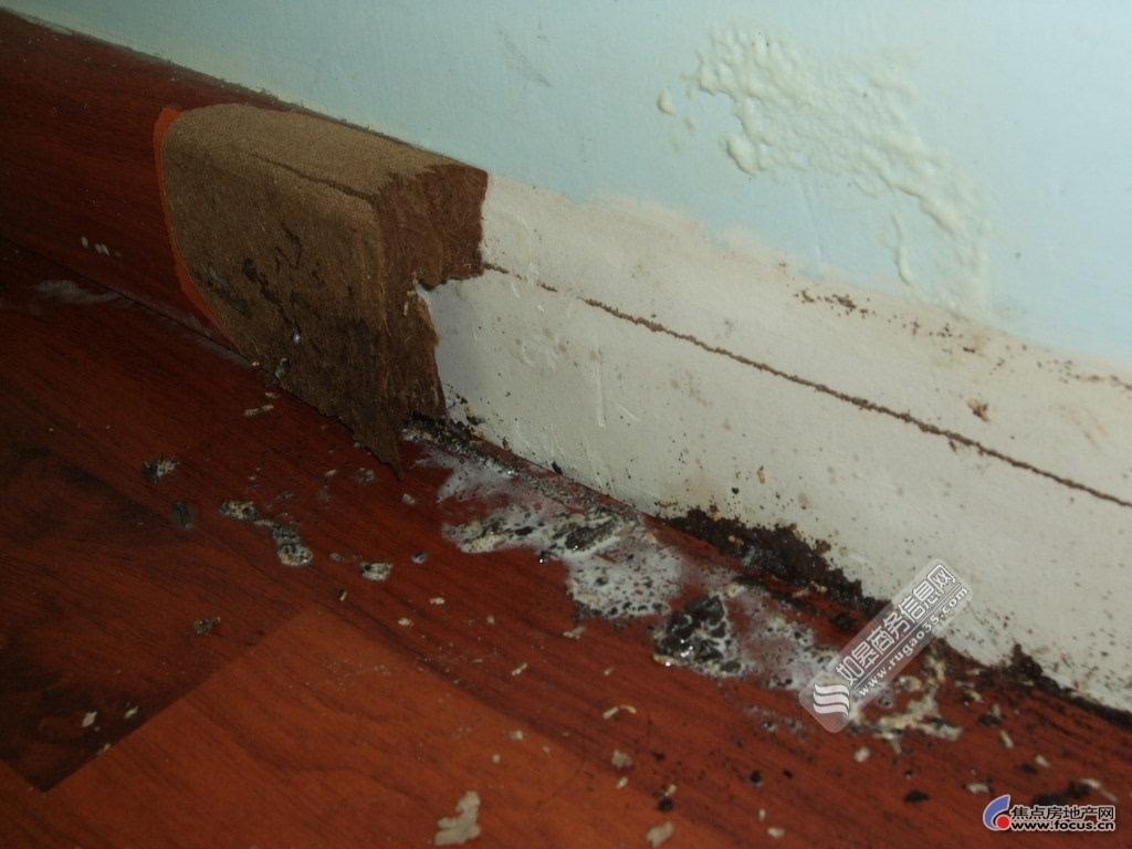 厦门万景花园上万白蚁藏天花板 居民在家被发现7.5公斤蚁巢