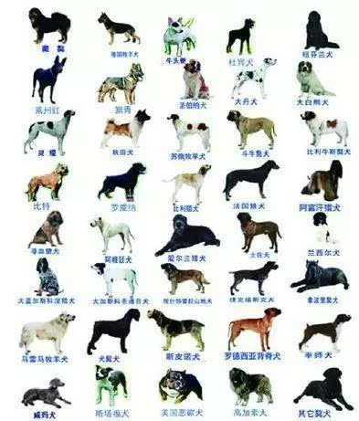 青岛市烈性犬品种名录(征求意见稿)