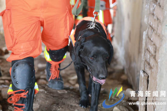 生活中的"好兄弟"救援中的"好战友 训导员小龙和搜救犬小虎的故事