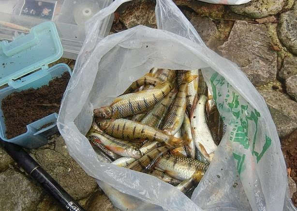 溪石斑鱼好多,钓了两回顺便透露钓点!