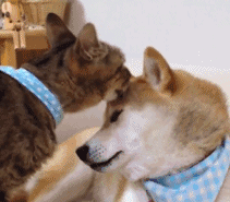 当一个忠厚小受柴,遇见了一只高冷霸道猫_搜狐其它_搜狐网