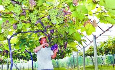七月份葡萄栽培管理技术要点