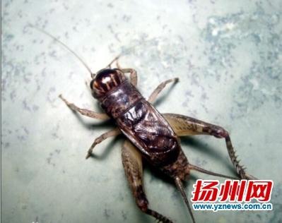 蟋蟀的叫声怎么写出来,要用中文,不要拼音在8