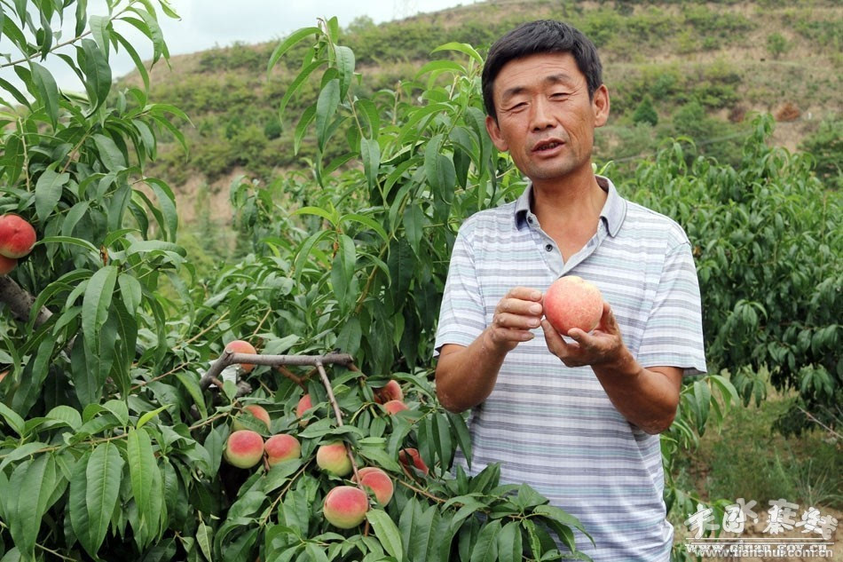 秦安县兴国镇康湾村冯卫东育出"风味皇后"(组图)