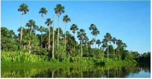 洛佩斯 以科学克服自然困境 热带稀树草原是巴西重要的植被类型