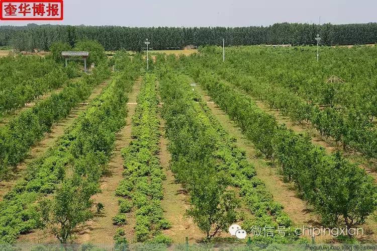 山东省茌平县肖庄镇景点:百亩玫瑰园  茌平县肖庄镇书记赵鹏,镇长王克