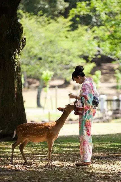 公园里的生灵 | 超萌小鹿