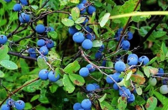 野生蓝莓:大兴安岭原始森林中的神奇宝藏