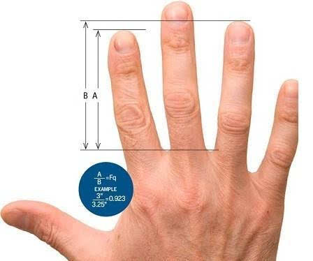 手指长度能影响身体健康?还会决定寿命?