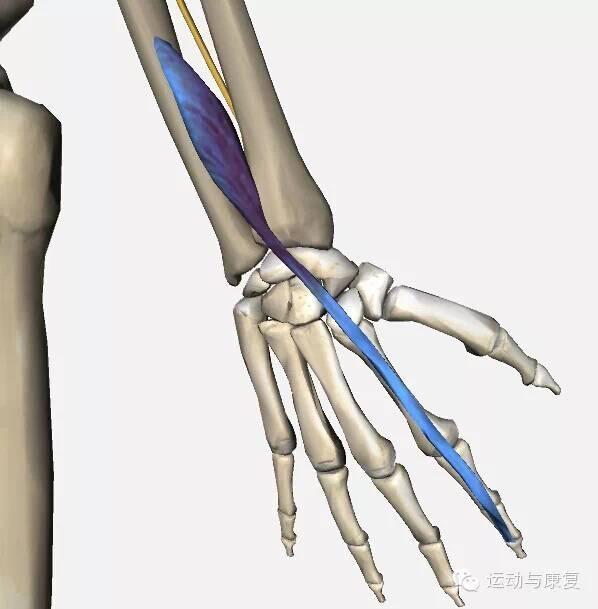 尺侧腕屈肌一起,使手内收          起点:桡,尺骨和前臂骨间膜的背面