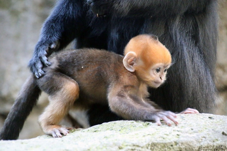 澳大利亚动物园诞生罕见橙黄色小猴子
