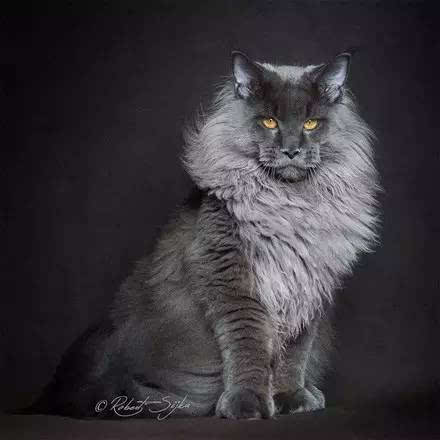 为了呈现缅因猫的王之蔑视气势看完他拍的照片后