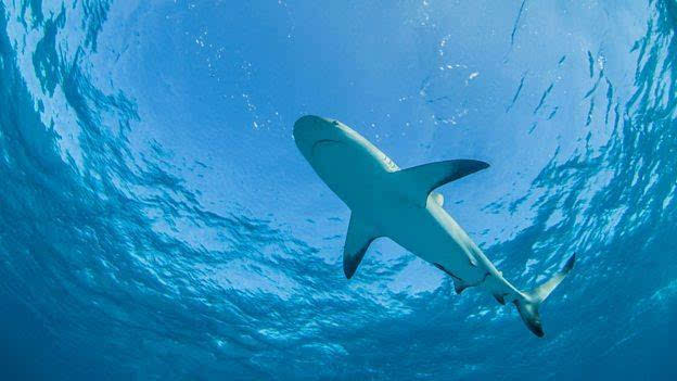 400yearoldgreenlandshark400岁的格陵兰鲨鱼