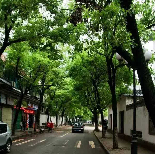 豫章路两旁的围墙很有园林风格,道路旁的香樟,树冠高大,枝叶繁密,行走