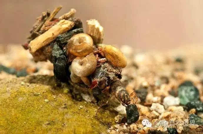 什么艺术品这叫生命美轮美奂的石蛾巢壳