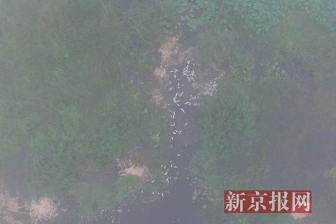 河北安新大量死鱼遍布水面 记者采访被官员抢