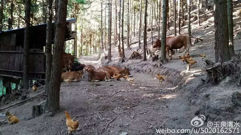 鸡牛混养的林下养殖基地