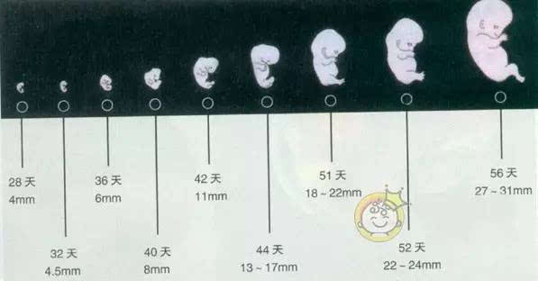 这些保健!怀孕期是胚胎和胎儿在母体内发育成