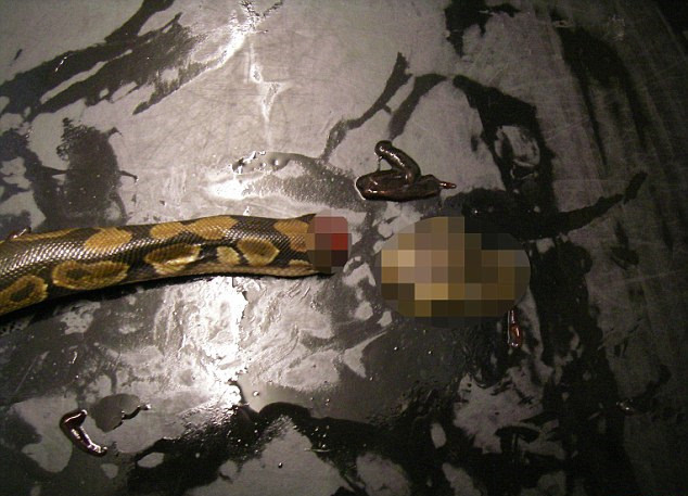 英国女子酒后砍下两蟒蛇头活吞 被判5年内禁养宠物