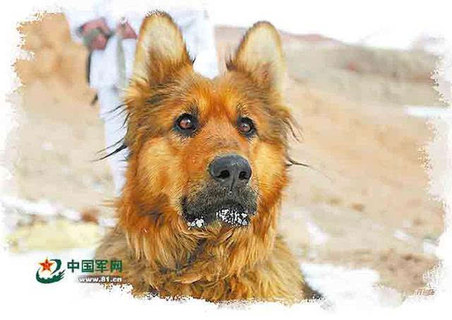 军犬"疯子:军人被困冰湖,它带来营救队