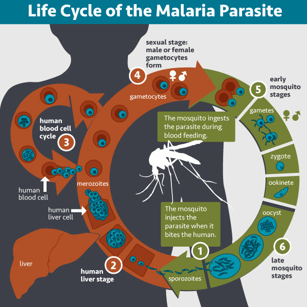 到底什么才是根除疟疾的终极良方?