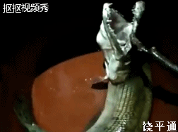 看视频确实很像鳄鱼 跟鳄鱼一样凶狠一异常的牙齿 根据了解,渔民在