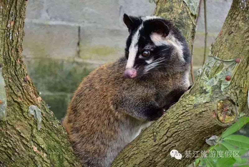 野猪,野兔,果子狸等那些野生动物,在古剑山就不是什么稀罕事了.