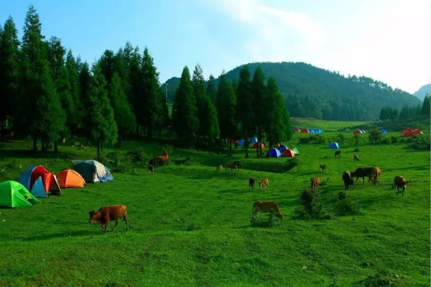 石柱千野草场