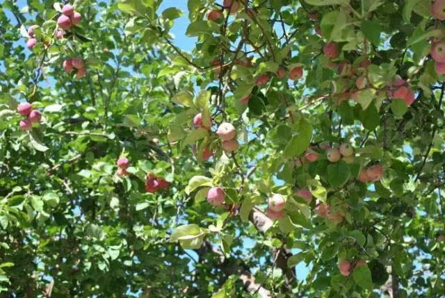 在烈日炎炎的夏天,高大的苹果树洒下一片片阴凉供行人避暑乘凉.