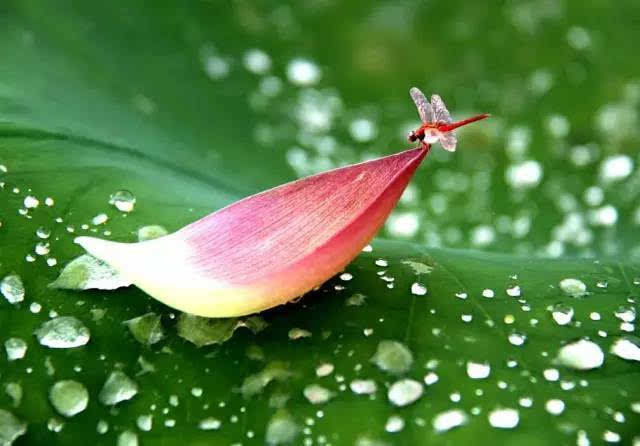 [节气 ]今日处暑,一年中最美季节将至!