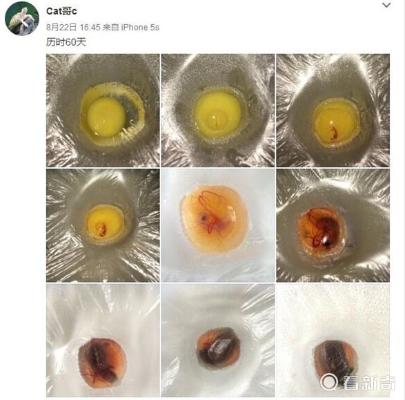 中国网友cat哥c也做了一个实验,不过他用的是一枚乌龟蛋,60天成功孵化