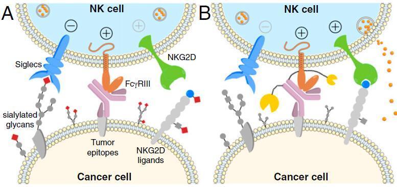 pnas:从糖分子入手,科学家又发现一种癌症免疫治疗的新方法