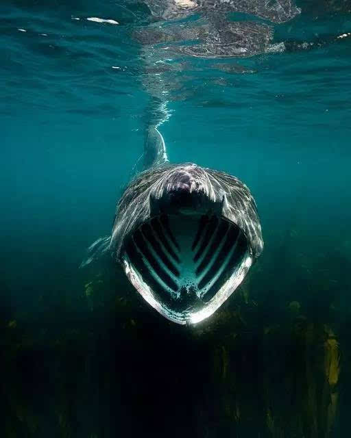 动物世界-姥鲨Basking shark