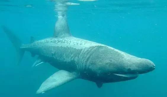 动物世界-姥鲨basking shark