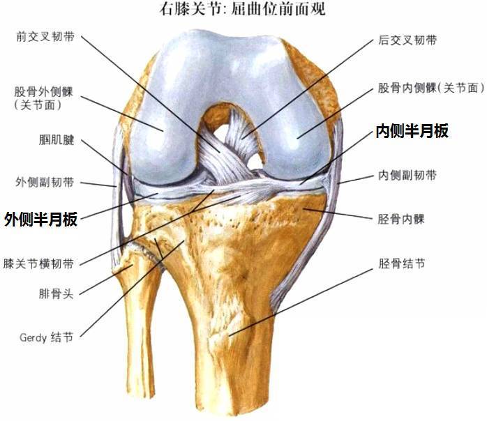 与半月板相关的疼痛比较常见的有两种