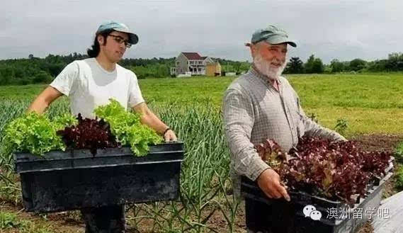 [生活解析]在澳洲留学期间打工做兼职能够挣多