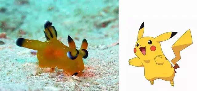 《pokemon go》太热门,这只海底的皮卡丘也跟着出名~这种海蛞蝓正名为