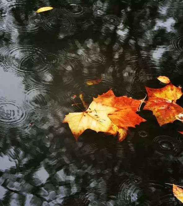 秋天鲥的花朵教案_三年级同步作文美丽的秋天教案_秋天的雨教案范文