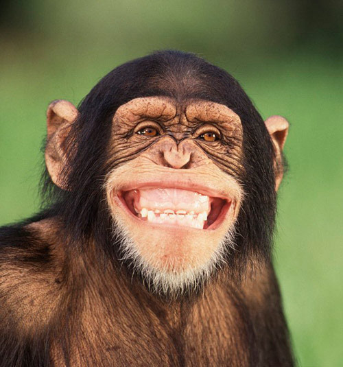 动物最萌的笑脸表情,笑呵呵!