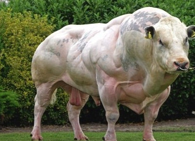 在比利时有一只神奇的牛,浑身的大块头肌肉,强壮如 施瓦辛格!