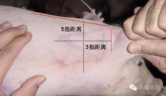 养猪养了这么多年,其实很多人未必知道疫苗的正确注射