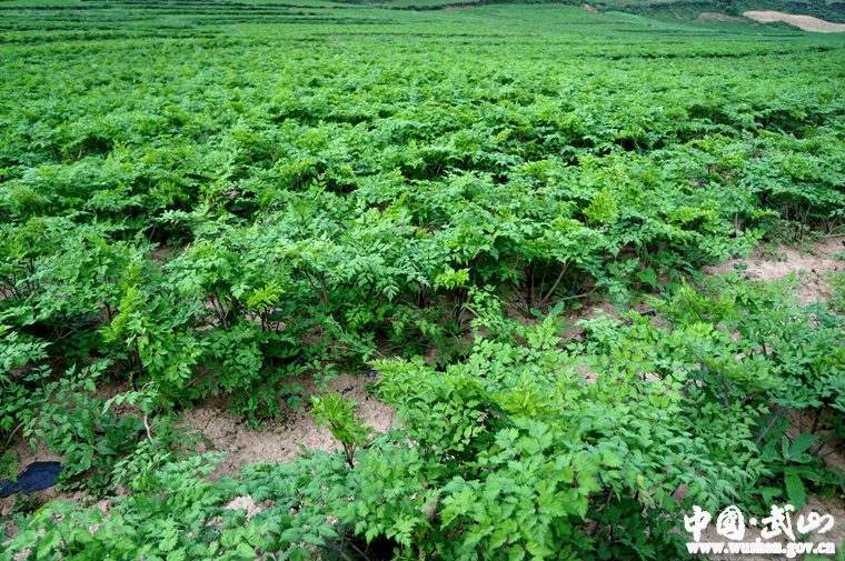 草滩中药材种植基地