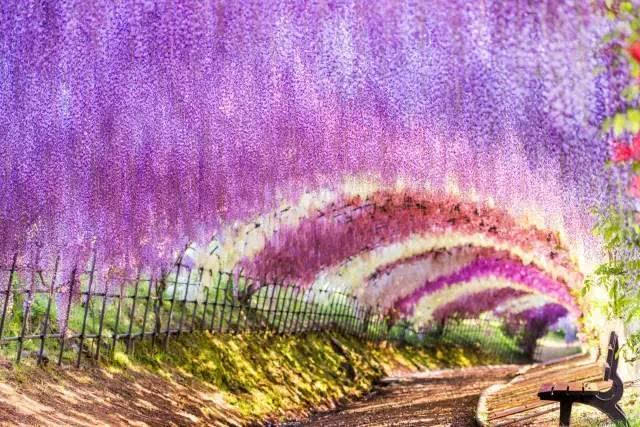 美得不成样子的紫藤隧道(4月下~5月中).福井县水晶滨