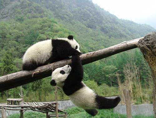 大熊猫(资料图片)